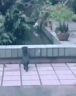 98FF485F-1078-4563-B101-B5E16EACA4AB.gif