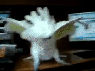 992DECE4-63A3-4F54-9991-61BEE6AE302C.gif