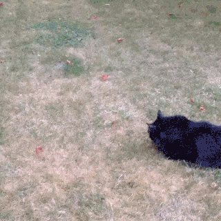 A1438F55-232F-4585-95DC-63C4180FAD06.gif