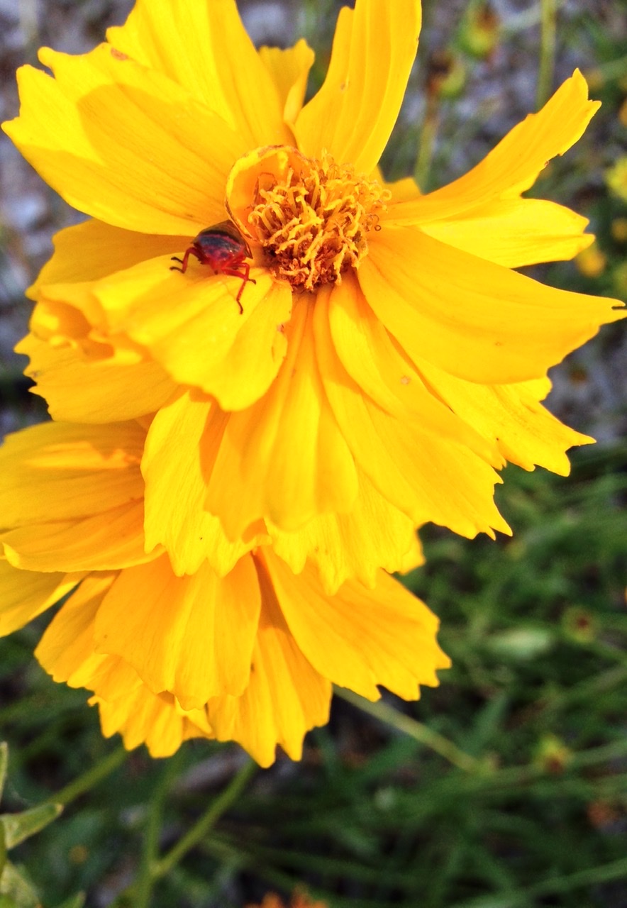A184A303-16E2-4D37-B5DA-4D2DF521A594.jpeg