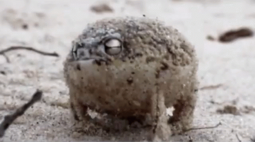A1B36EEF-A3A5-4B07-A926-6D50F5491922.gif