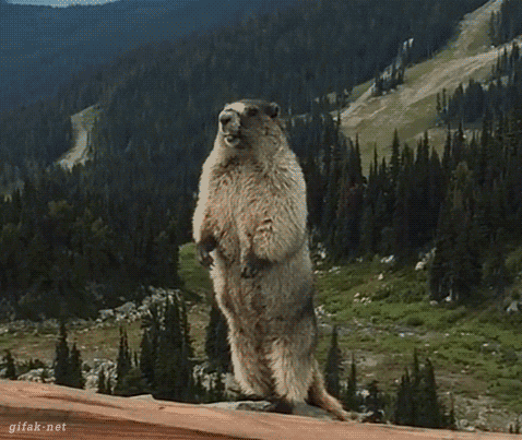 A2F686F3-3E34-4341-87FE-14408681743A.gif