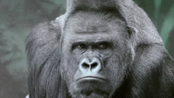 A4A45655-DE95-44A6-B852-72CE3140DD51.gif