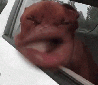 A53.gif