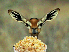 A5FB4052-70FF-4FBB-A2FD-C712FC2871EE.gif