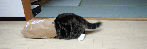 A6A4F39D-FF90-48A4-9DFA-218250690515.gif