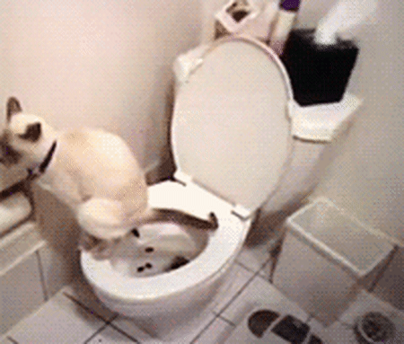 AA3EA554-0855-458F-98A5-9EBE56D04644.gif