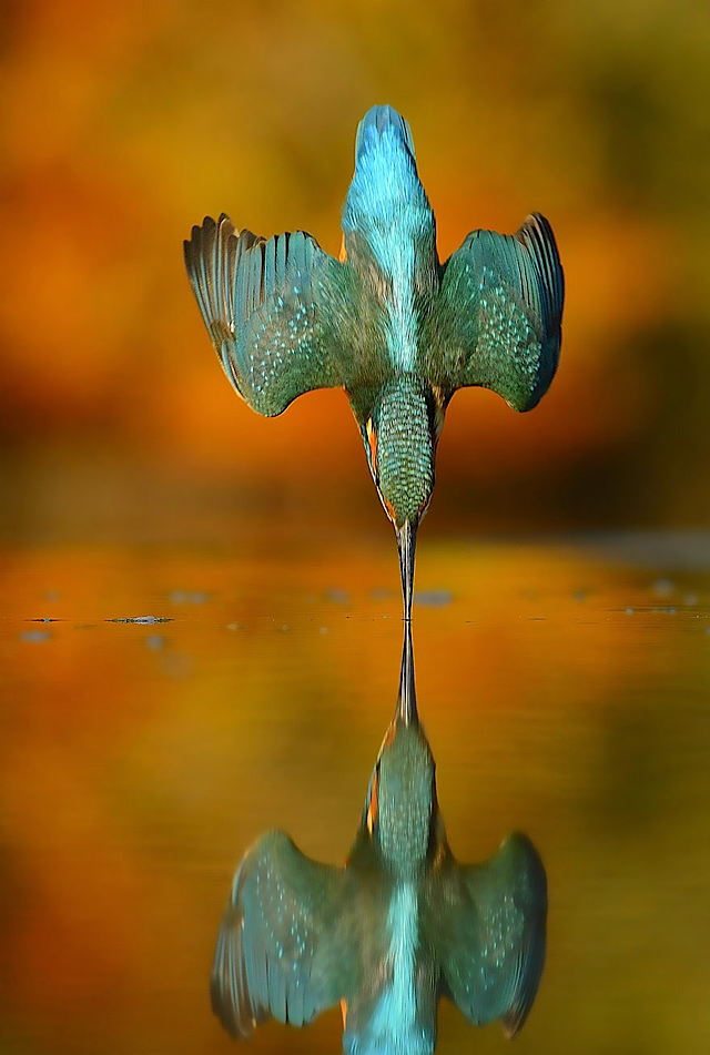 aaperfect-kingfisher-dive-photo-wildlife-photography-alan-mcfayden-311-1.jpeg