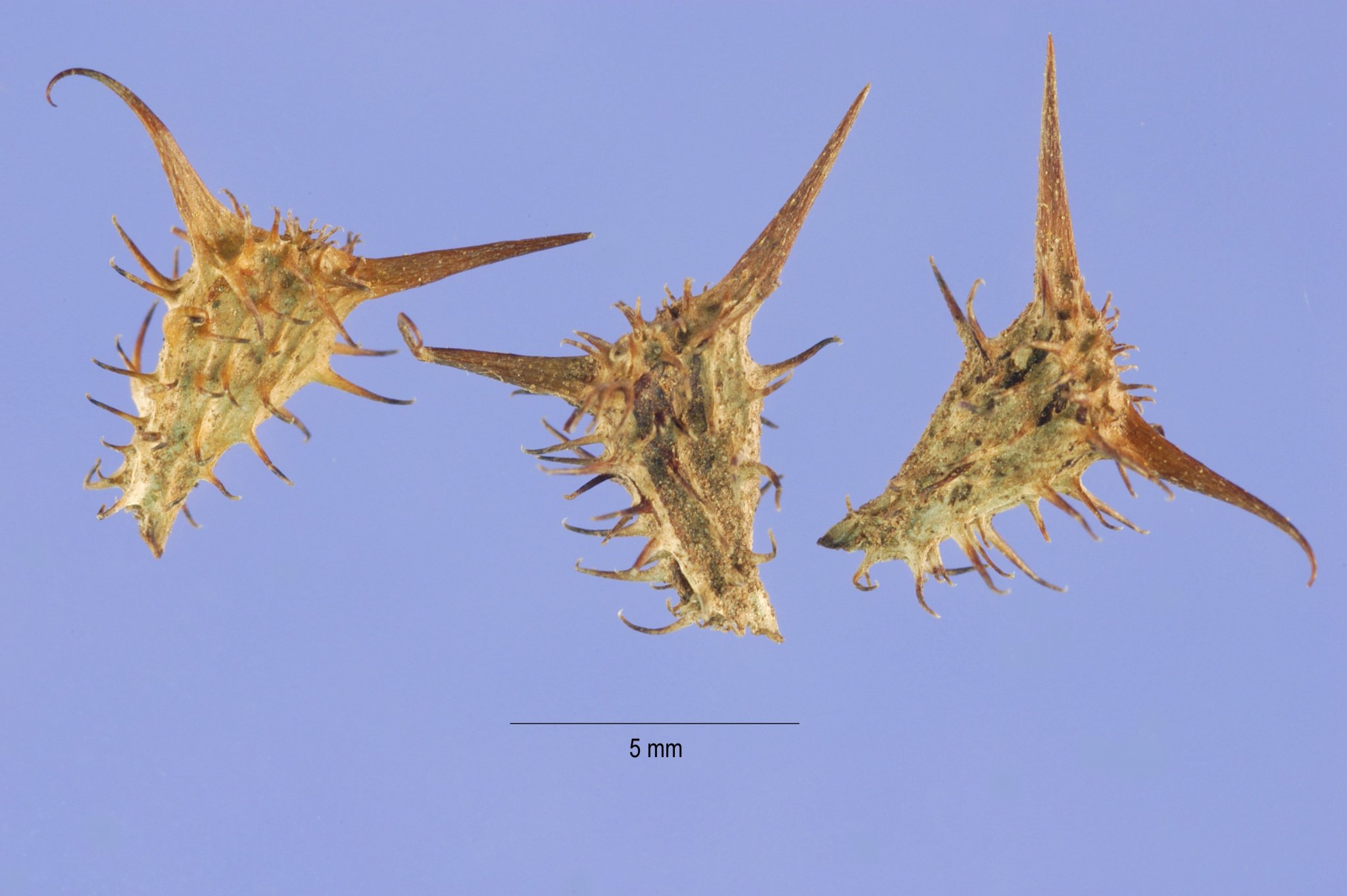Acanthospermum_hispidum_seeds.jpg