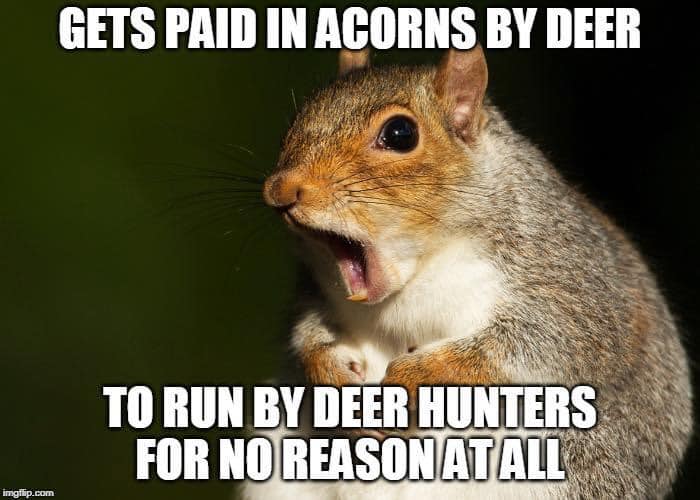 acorns.jpg