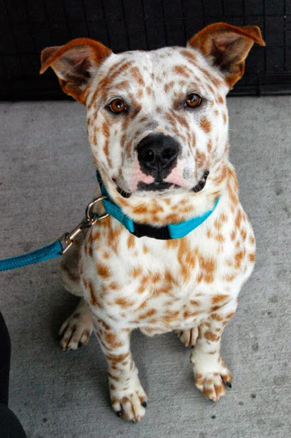 adorable-cute-dog-freckles.jpeg