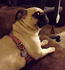 AEFBFEEB-C09F-4570-A7BB-EC34F11C5211.gif