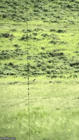 AFE7B030-9BB7-44A8-9780-A155AF11561C.gif