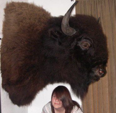 alliebull.jpg