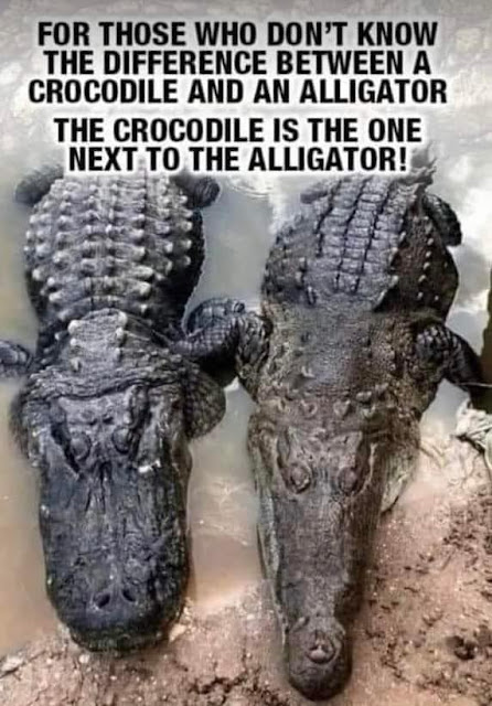 alligator.jpeg