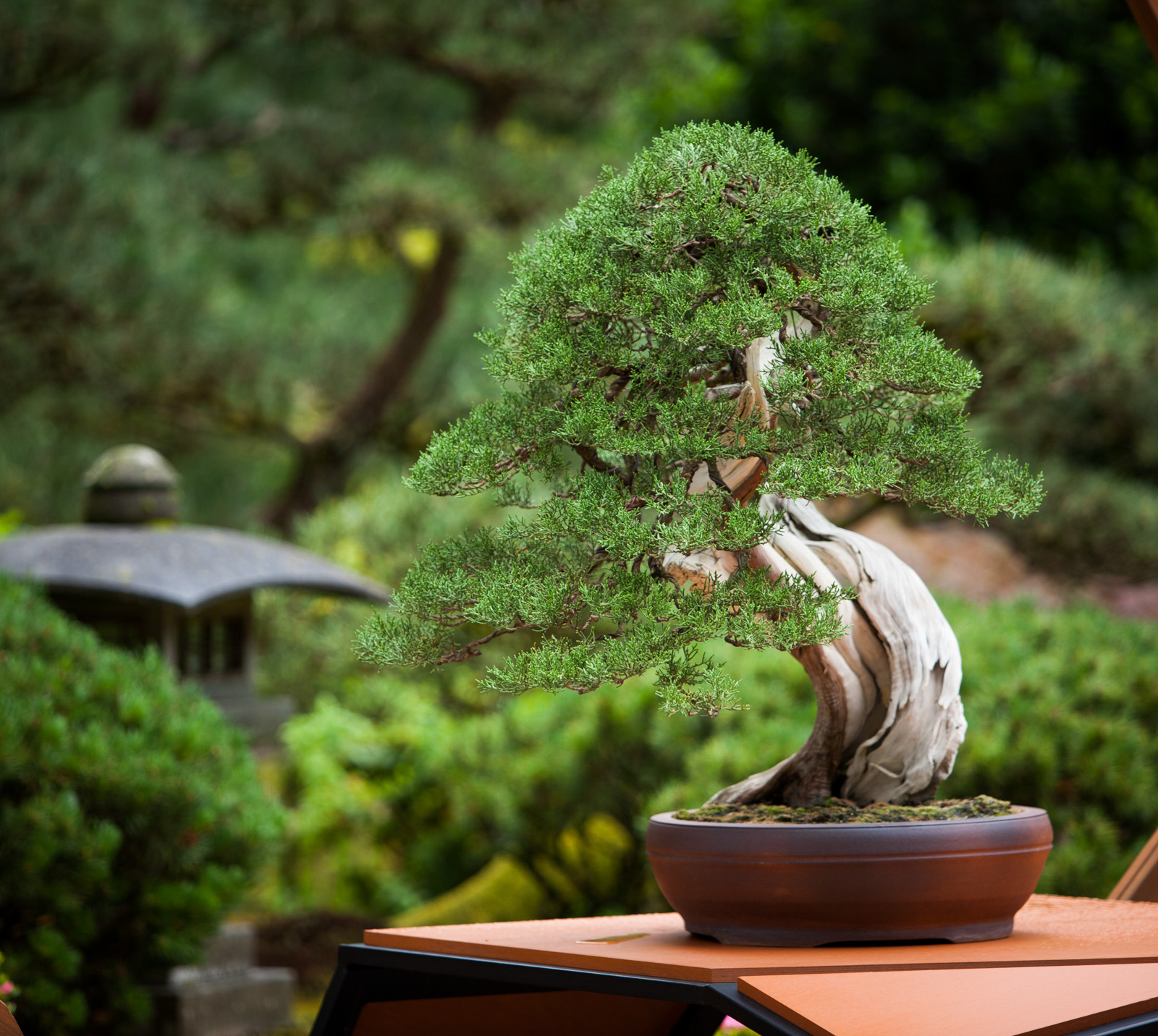 American-Bonsai.-Photo-by-Jonathan-Ley-1.jpg