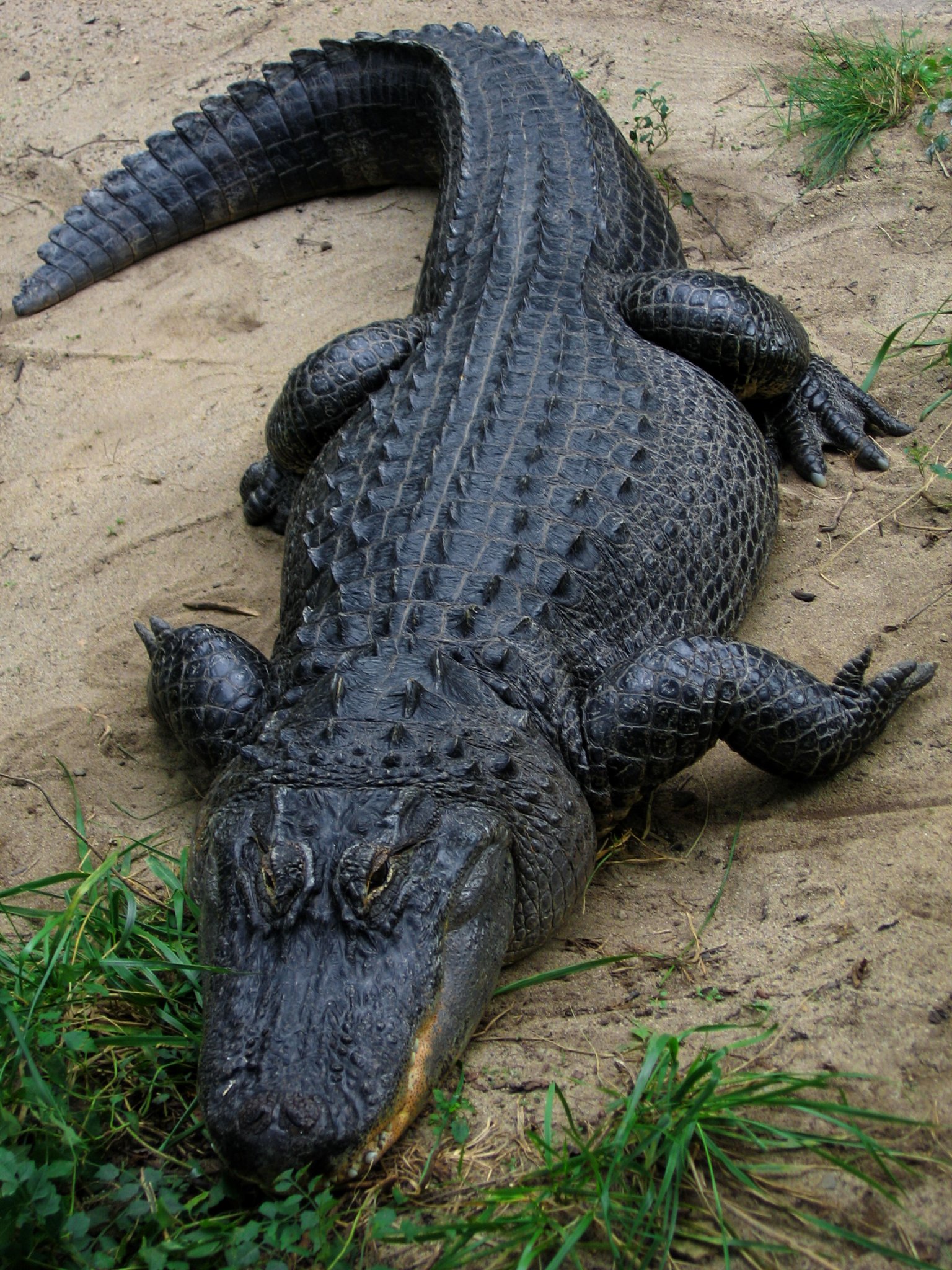 American_Alligator.jpg