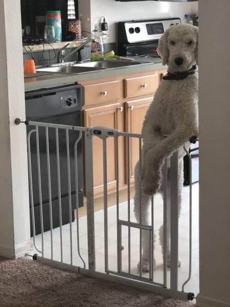 animals_06.jpg