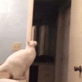 animals_12.gif