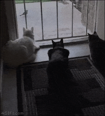 animals_14.gif