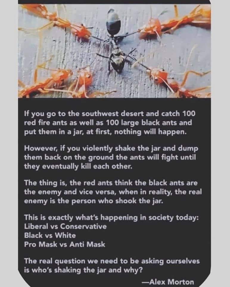 ants in a jar 2.jpg