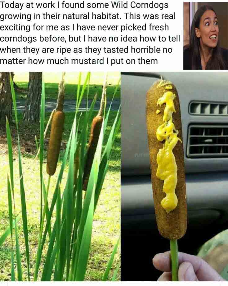 aoc corndogs.jpeg
