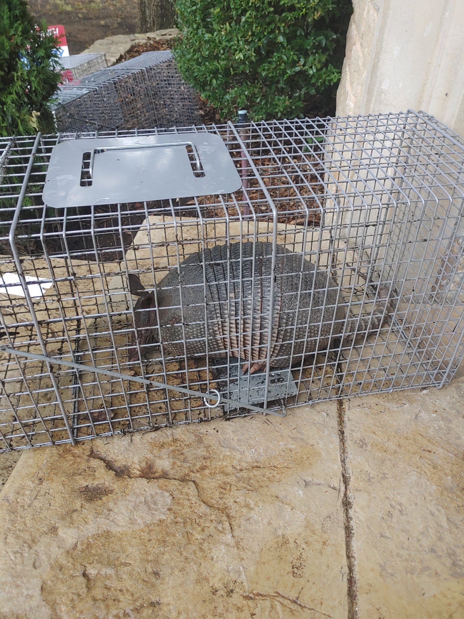 Armadillo #6.jpg