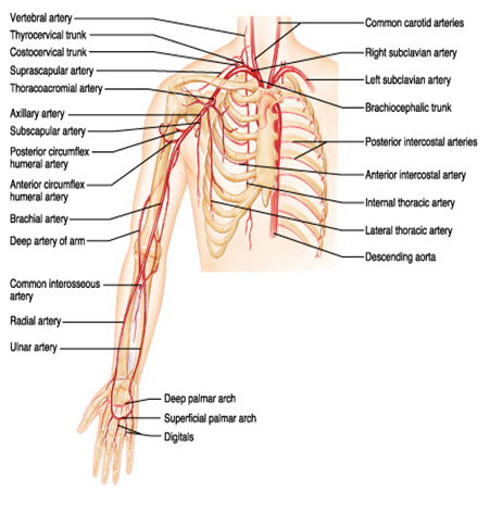 Arterial supply to upper limb.png