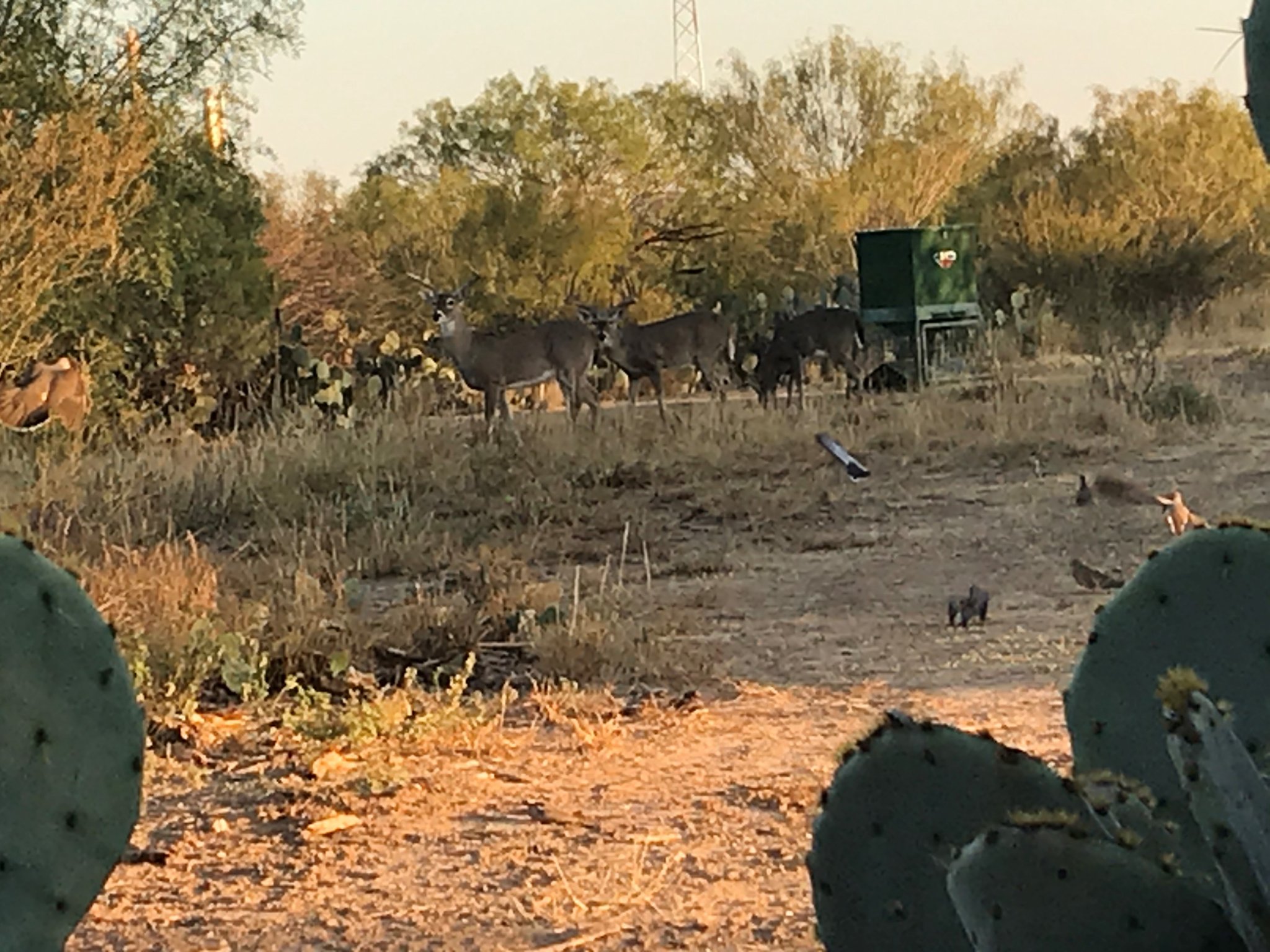 at feeder 1.jpg