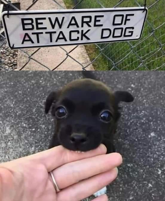 attack dog.jpeg