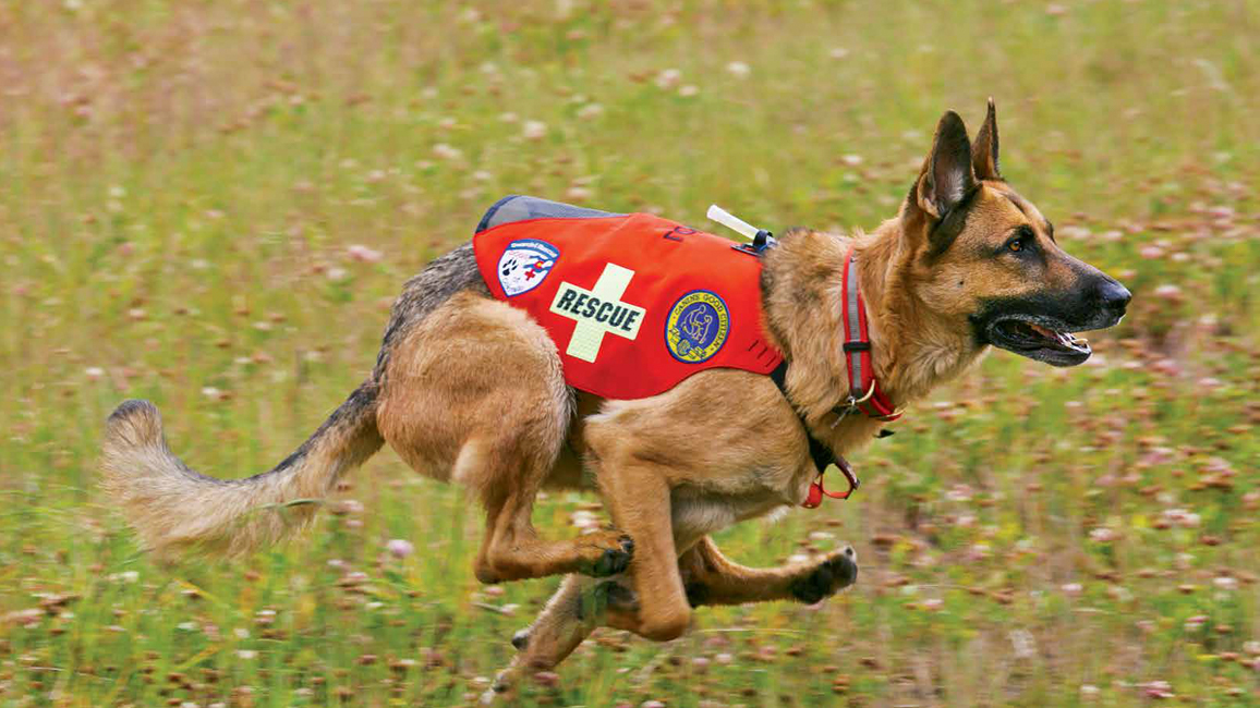 Aug-2014-Dogs-at-Work-.jpeg
