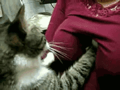 B2CF6D45-BB5D-4A3A-B4E4-2C722C87DF77.gif