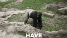 B734C9FA-29B3-4D91-B92C-94EAC0569878.gif