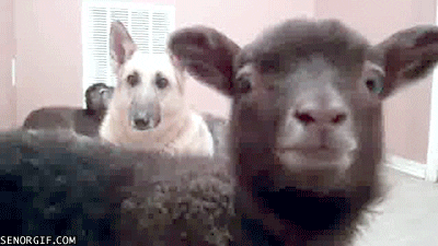 Baaah.gif