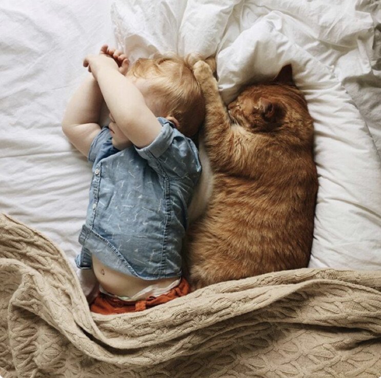 baby cat.jpeg