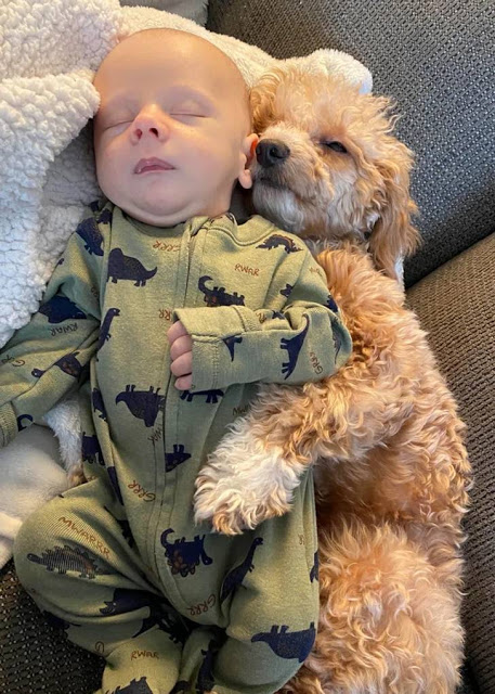 baby dog.jpeg