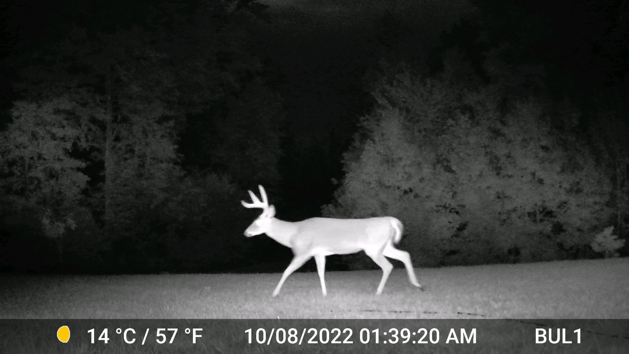Backyard Deer1.jpg