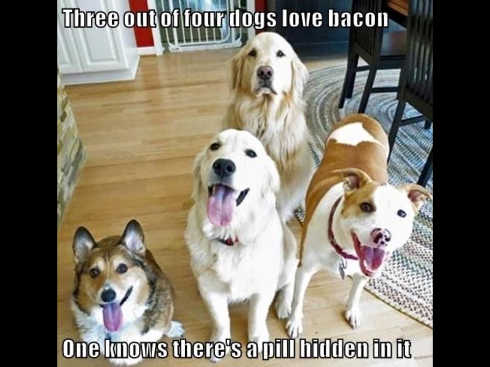 bacon pill.jpg