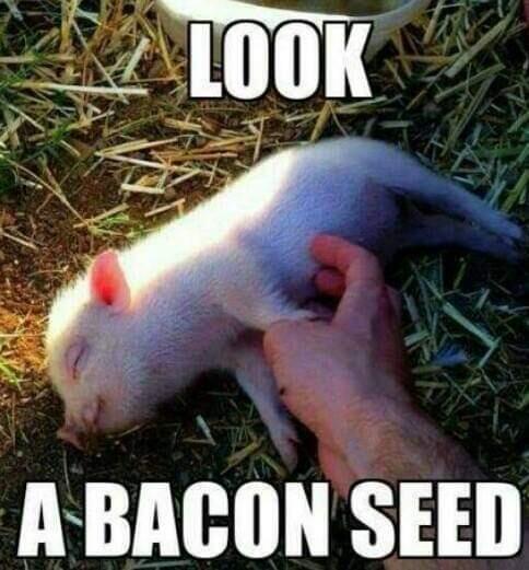 bacon seed.jpeg