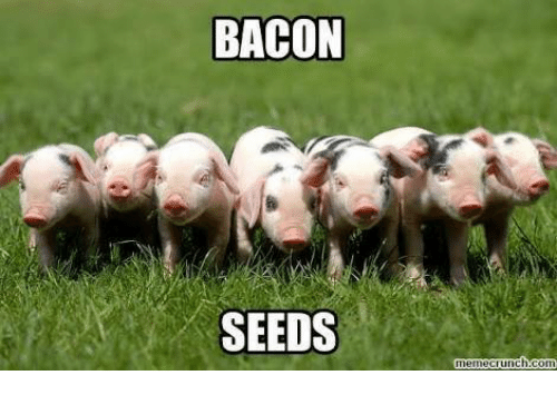 bacon-seeds-11690880.png