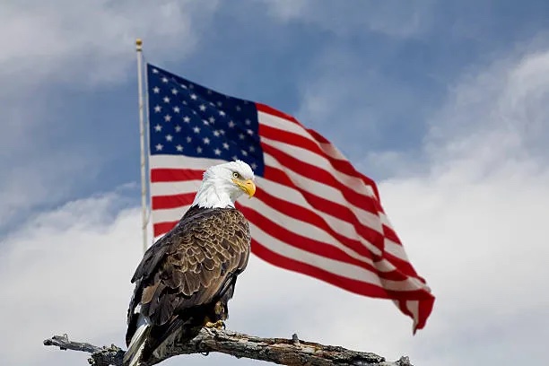 bald-eagle-in-front-of-an-american-flag copy.jpg