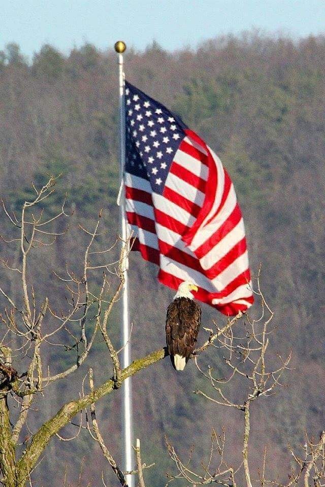 BaldEagleAndFlag.jpg