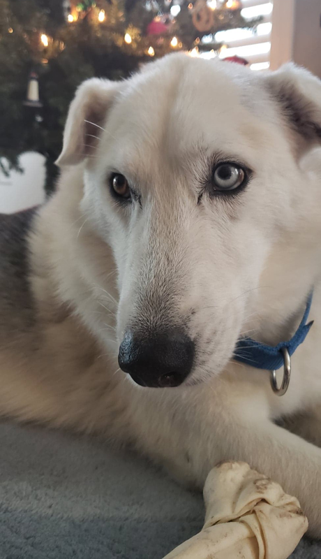 Balto Christmas (1).jpg