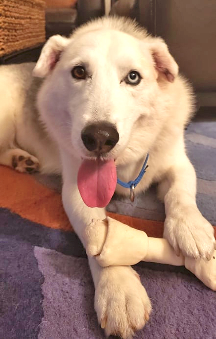 Balto.jpg