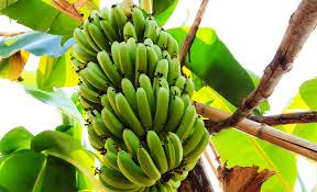 BANANA TREE.jpg