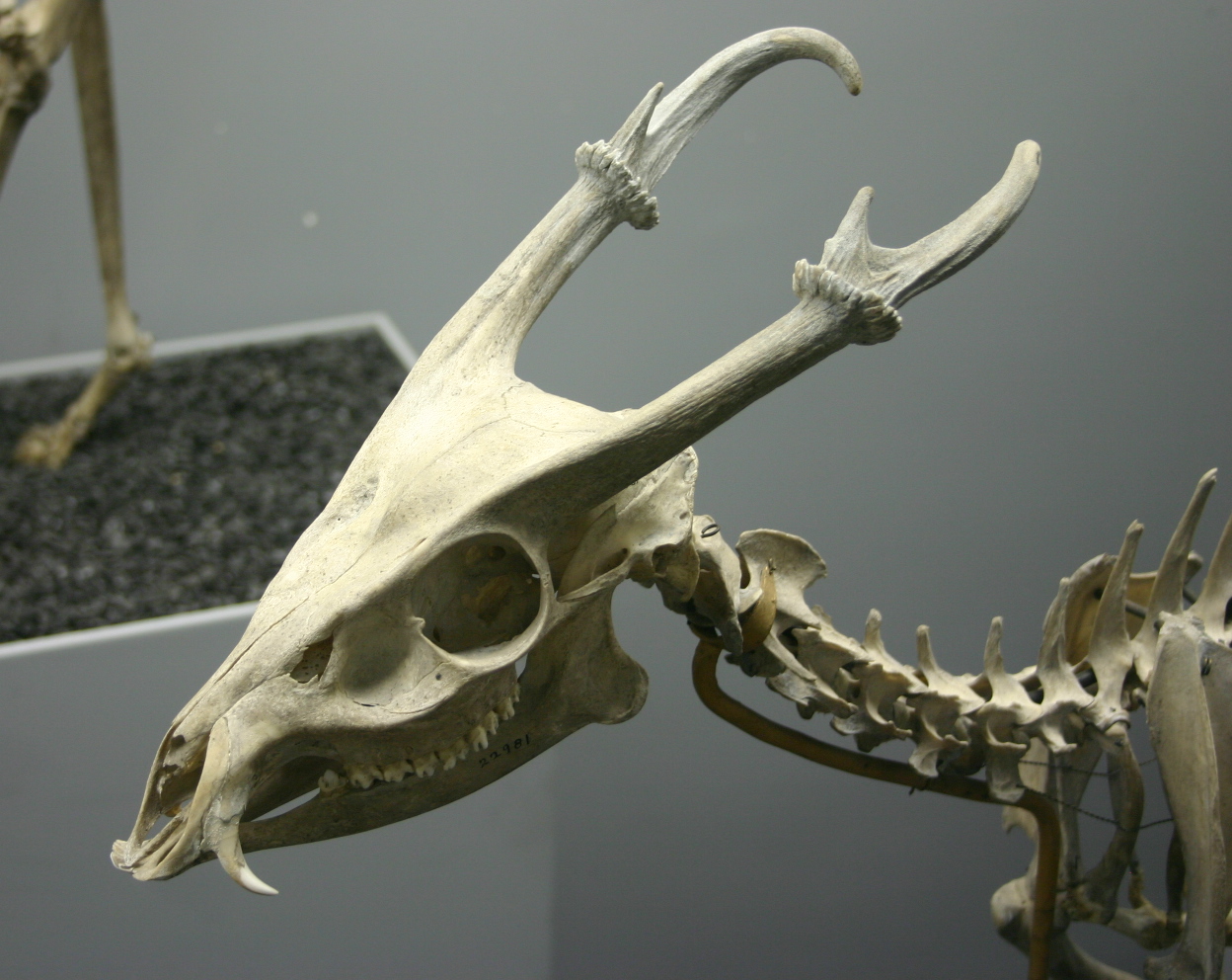 Barking_deer_skeleton[1].jpg