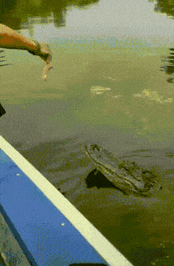 barno-gg-18.gif