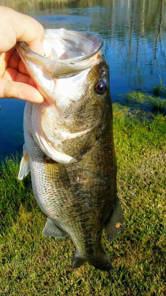bass1.jpg