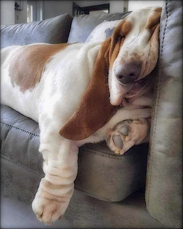 basset.png