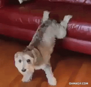 BB54A74B-F33D-4C0D-A28F-C6E3A9F7655D.gif